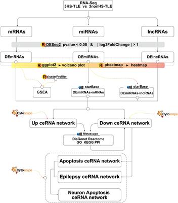 Study of Neuronal Apoptosis ceRNA Network in Hippocampal Sclerosis of Human Temporal Lobe Epilepsy by RNA-Seq